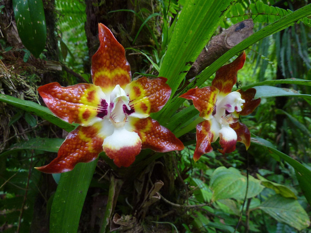 Nectandra Cloud Forest Garden景点图片