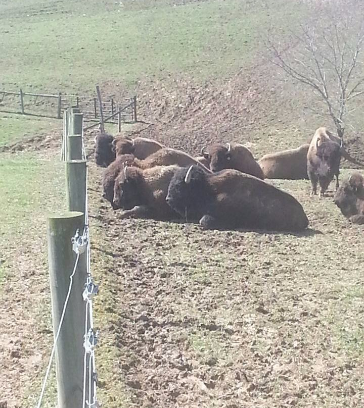 Boss Bison Ranch-Cadiz必去景点