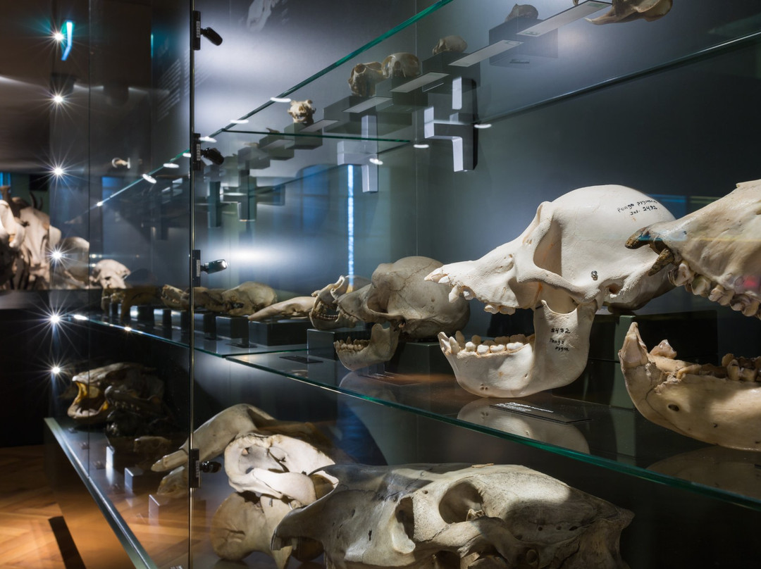 University of Tartu Natural History Museum-塔尔图必去景点