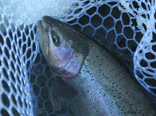 Forbidden Waters Fly Fishing-卡尔加里必去景点