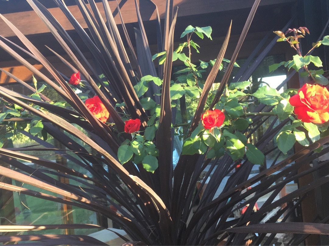 Bosque Peralta Ramos-马德普拉塔必去景点