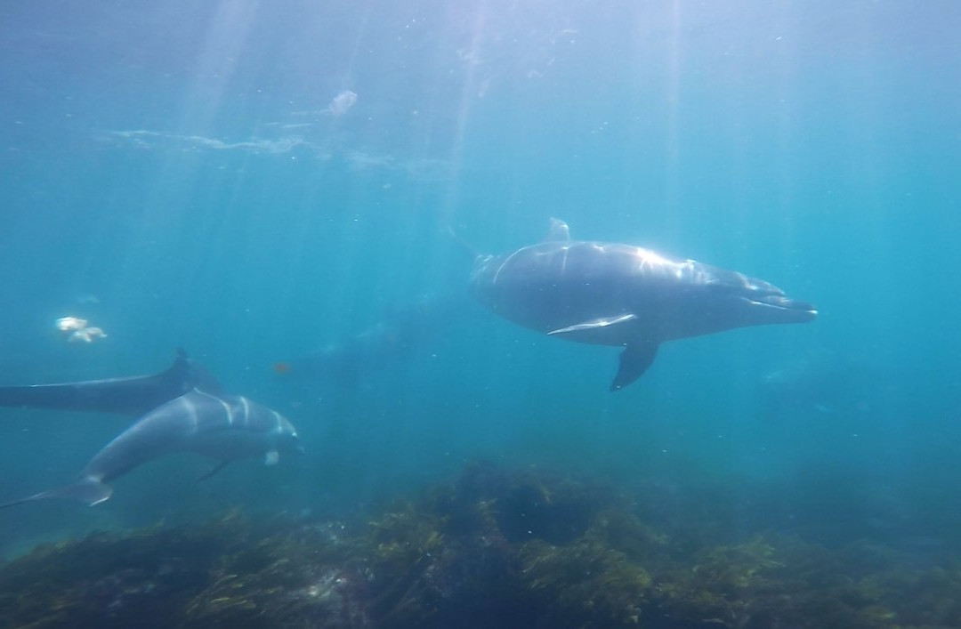 New Zealand Diving-瓦卡沃夫必去景点