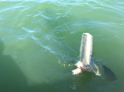 Reel Mell-O Sportfishing-Tavernier必去景点