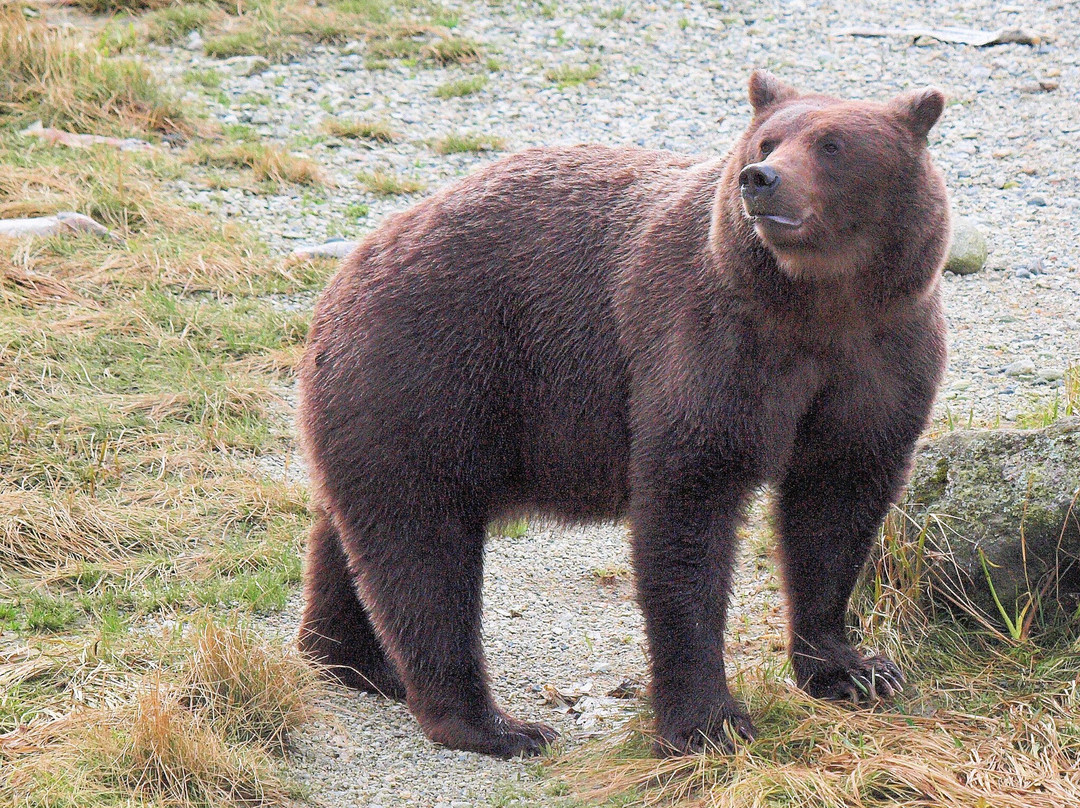 Chilkoot River-海恩斯必去景点