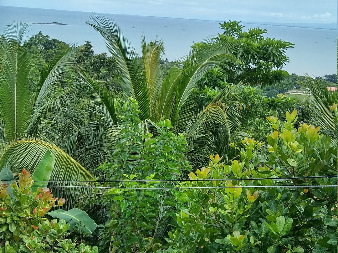 Windy Willow's主图