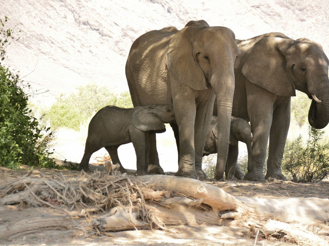 Dessert Elephants Conservation - Kunene Region-Opuwo必去景点