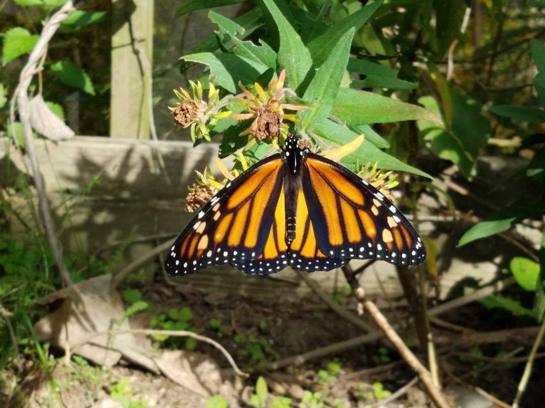 Ashland Nature Center-Hockessin必去景点