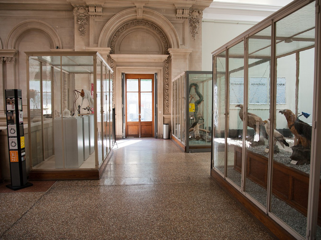 Musée de Zoologie Lausanne景点图片