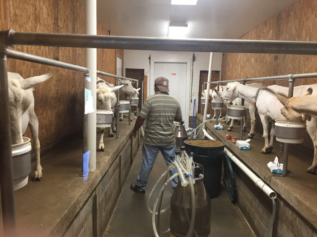 Catapano Dairy Farm景点图片