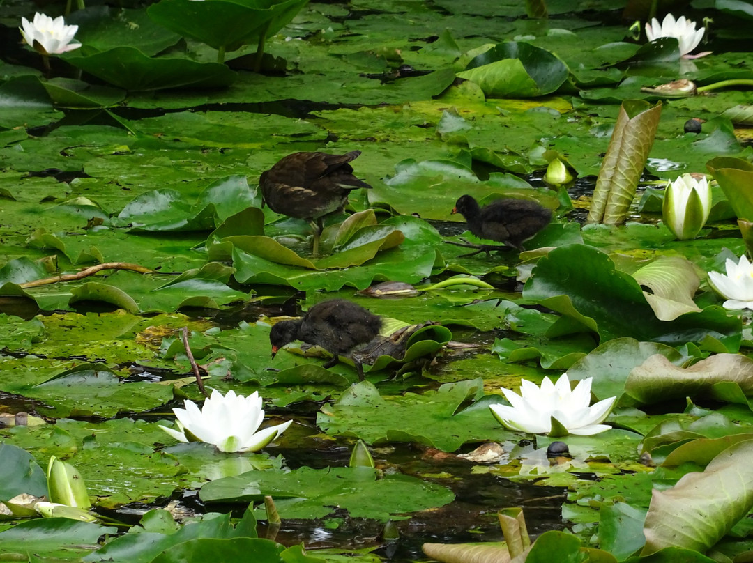 Vogelreservaat Polder IJdoorn景点图片