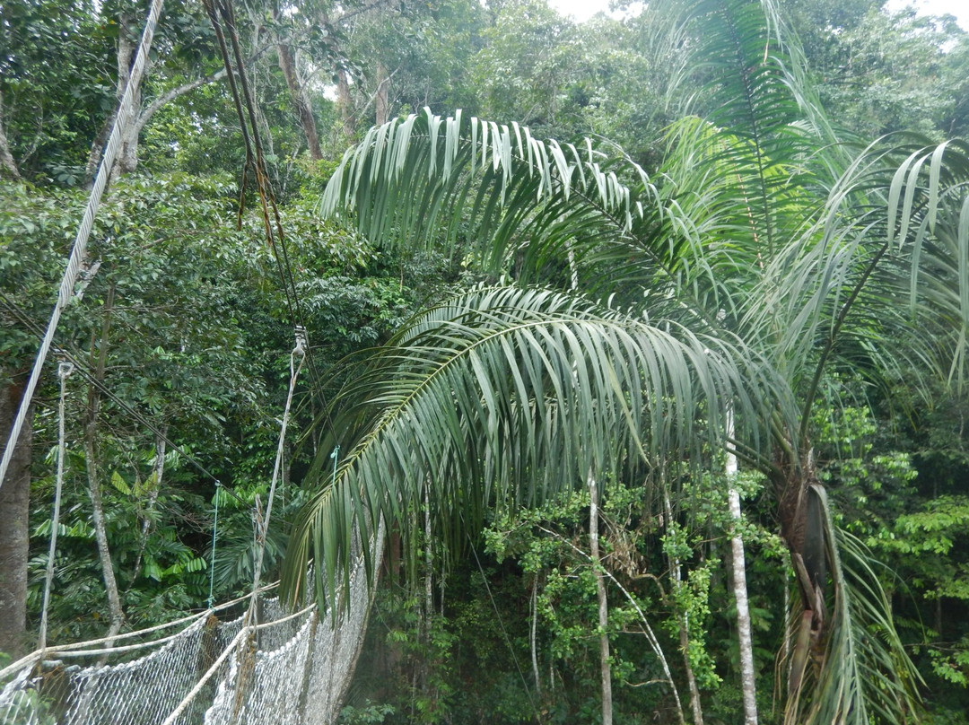 Iwokrama Forest旅游攻略图片