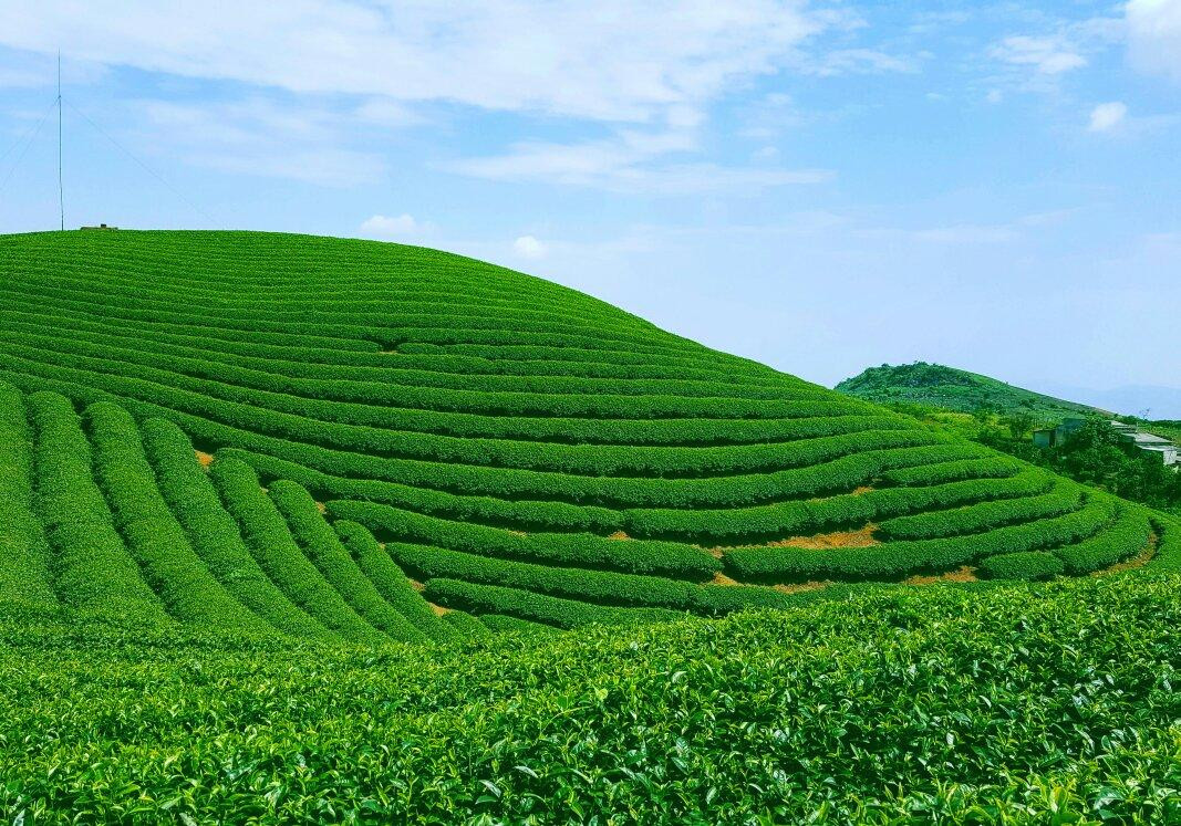 Moc Suong Tea Hill景点图片