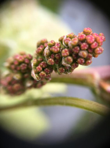 Cris-Event Champagne Tour-兰斯必去景点