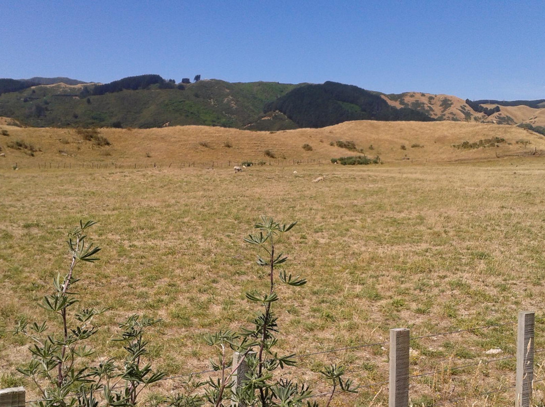 Te Ara o Whareroa Trail景点图片