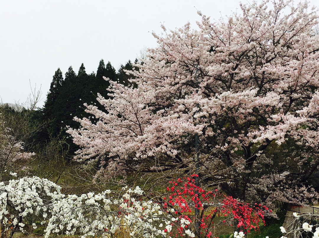 Kaminakano Shidaremomo-丰田市必去景点