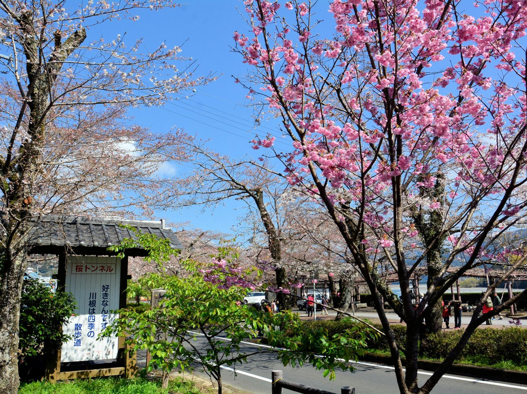 Kawane Cherry Blossom Festival景点图片