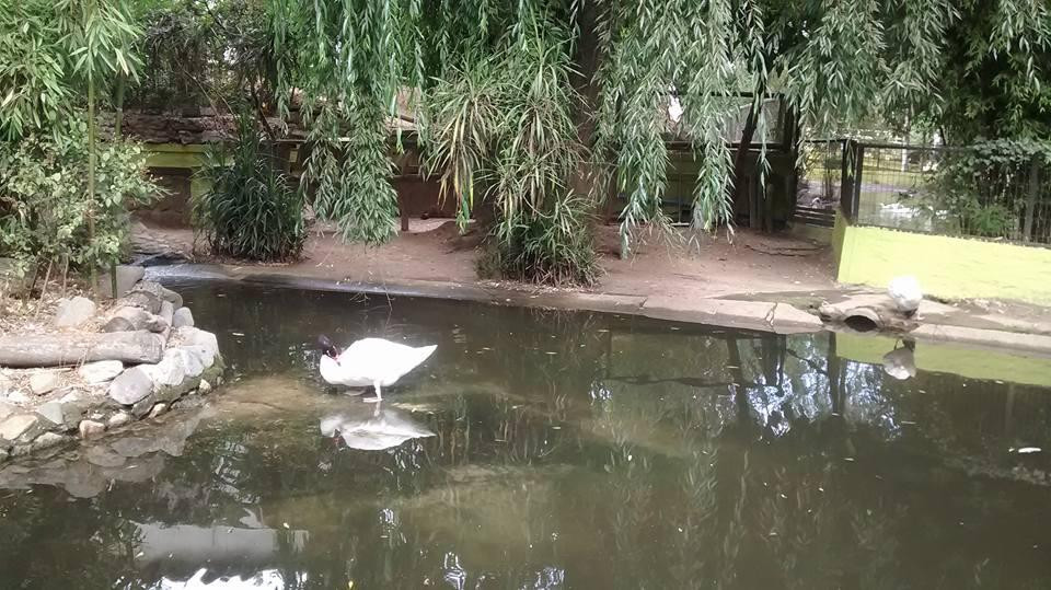 Zoologico de Quilpue景点图片