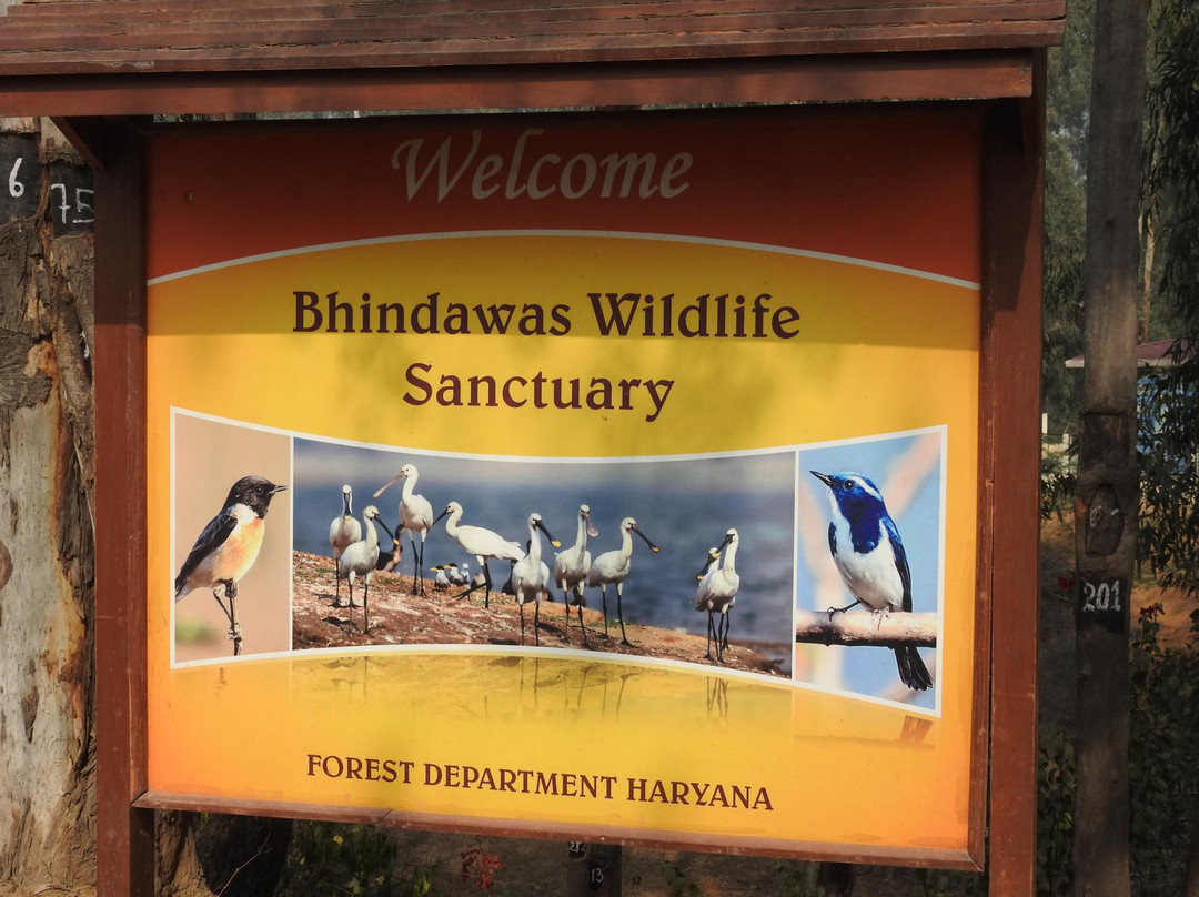Bhindawas Wildlife  Sanctuary景点图片