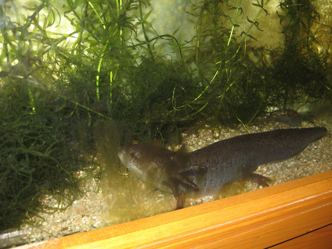 Vivarium du Moulin景点图片