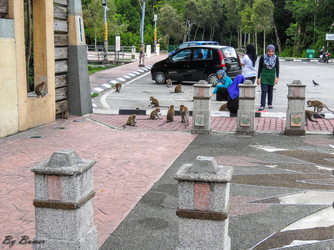 Mangrove Swamp Park-红土坎必去景点