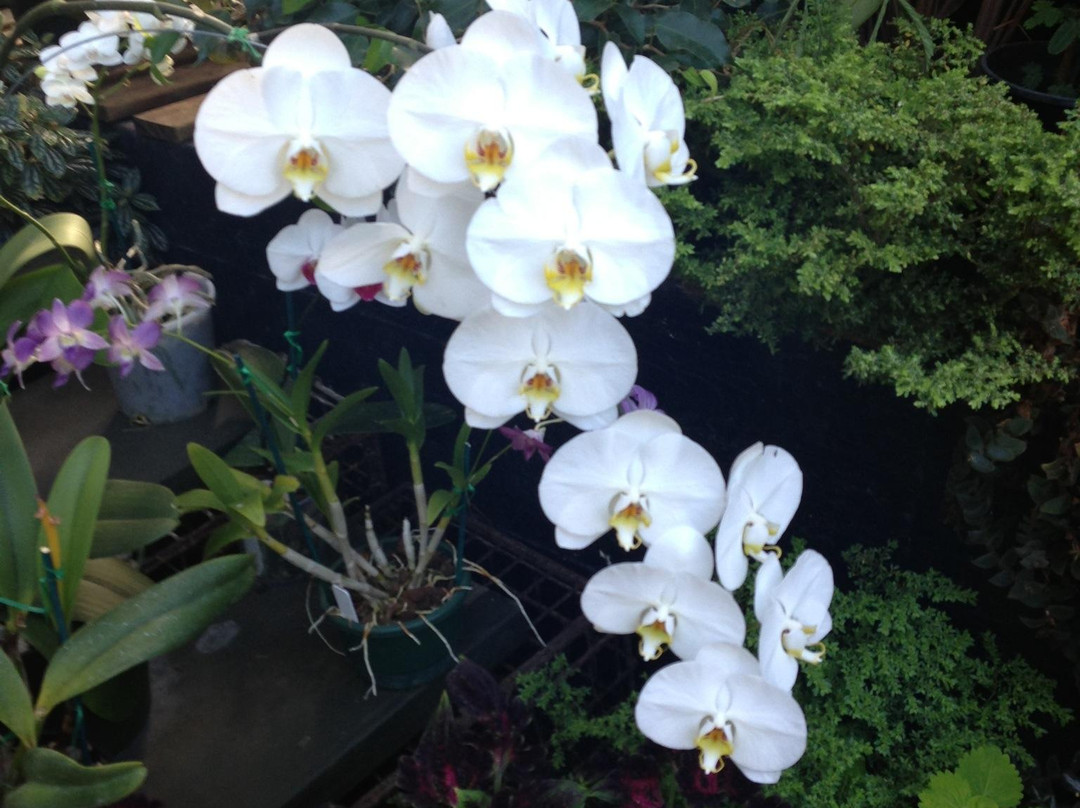 Winter Garden Auckland Domain-奥克兰中心地区必去景点