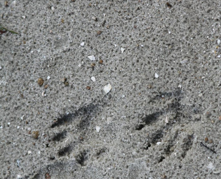 Hungryland Slough Natural Area-西棕榈滩必去景点