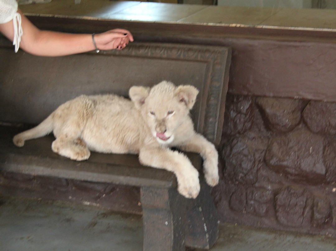 Chameleon Village Lion & Tiger Park-Brits必去景点