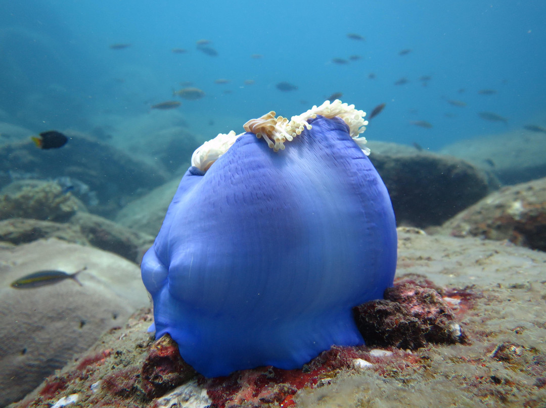 Ypsylon Diving-尼拉瓦利必去景点