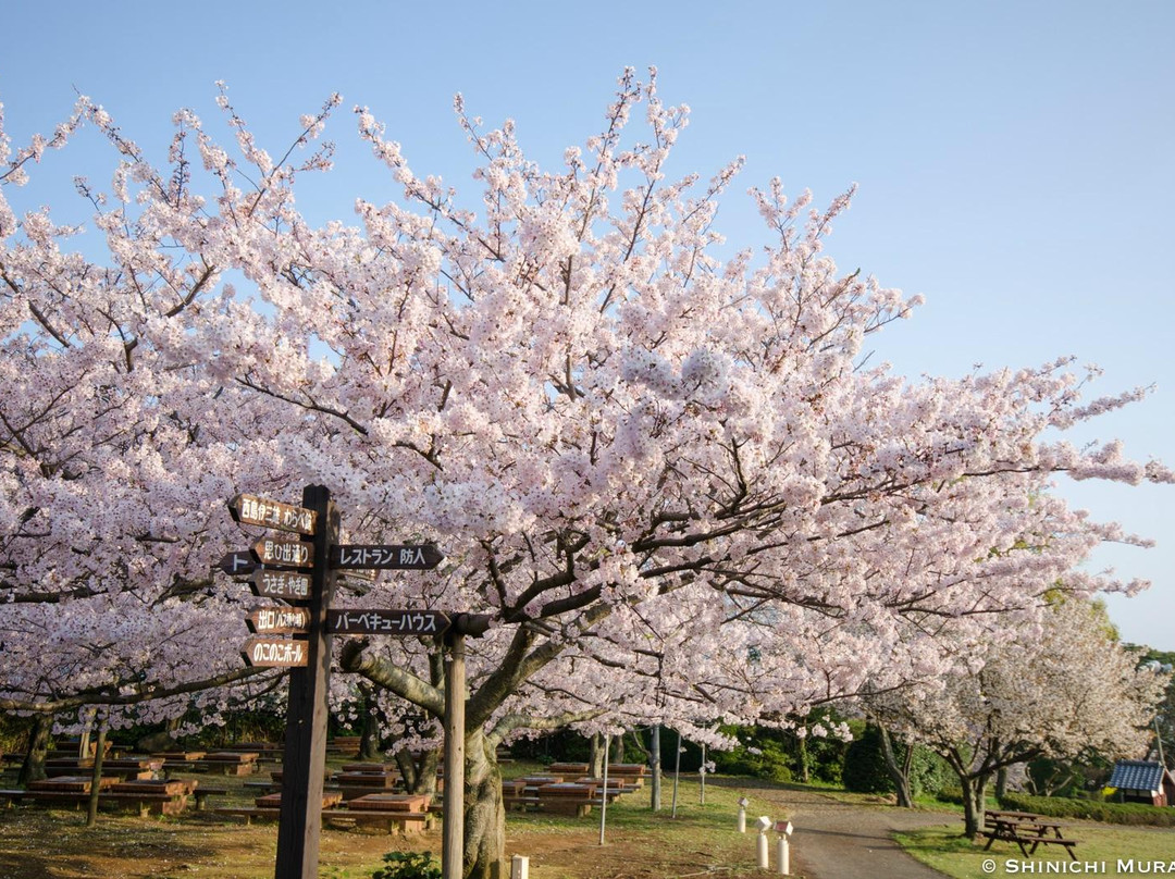 Nokonoshima Island Park-Nokonoshima必去景点