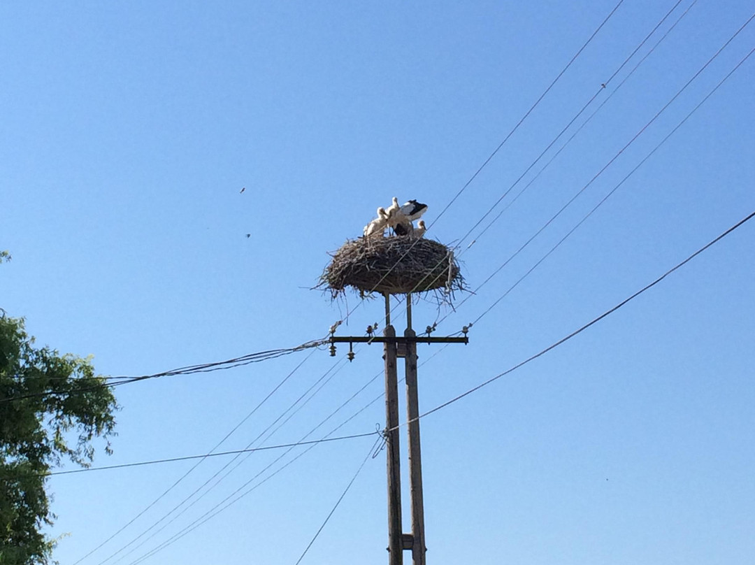 White Stork Museum-Kolked必去景点