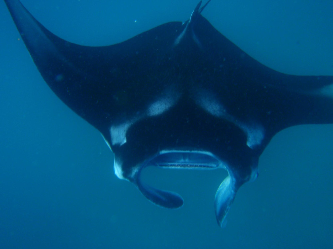 Soleni Dive Centre-昆夫纳杜必去景点