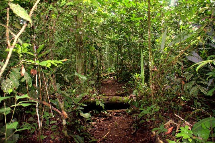 Parque Nacional Montanhas do Tumucumaque景点图片