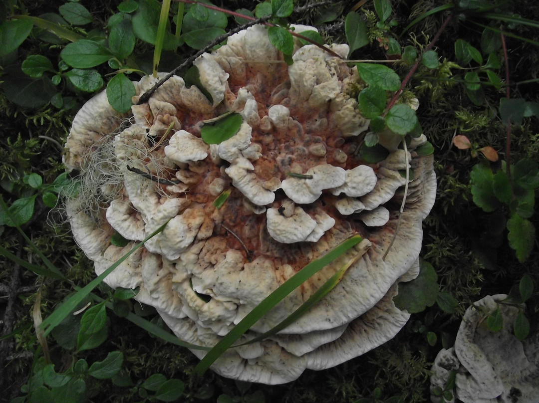 Quality Falls Hiking Trail-Tumbler Ridge必去景点