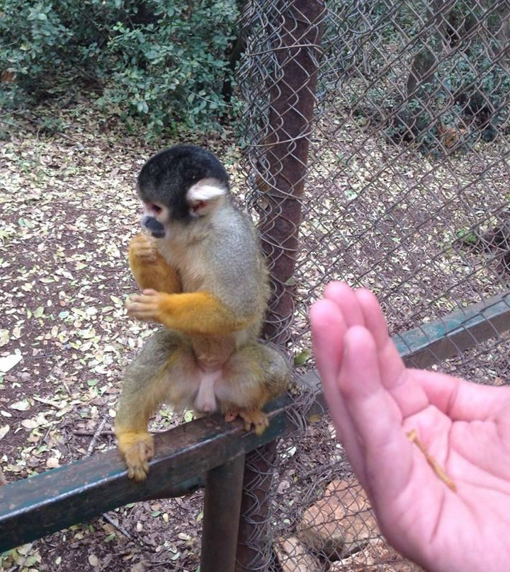 Yodfat Monkey Forest-Yodfat必去景点