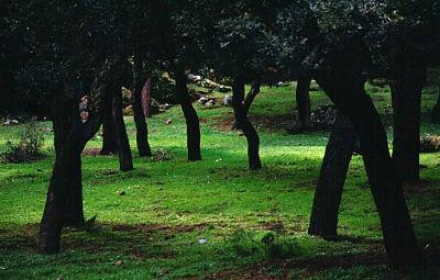 Riserva Naturale Orientata Bosco della Ficuzza景点图片