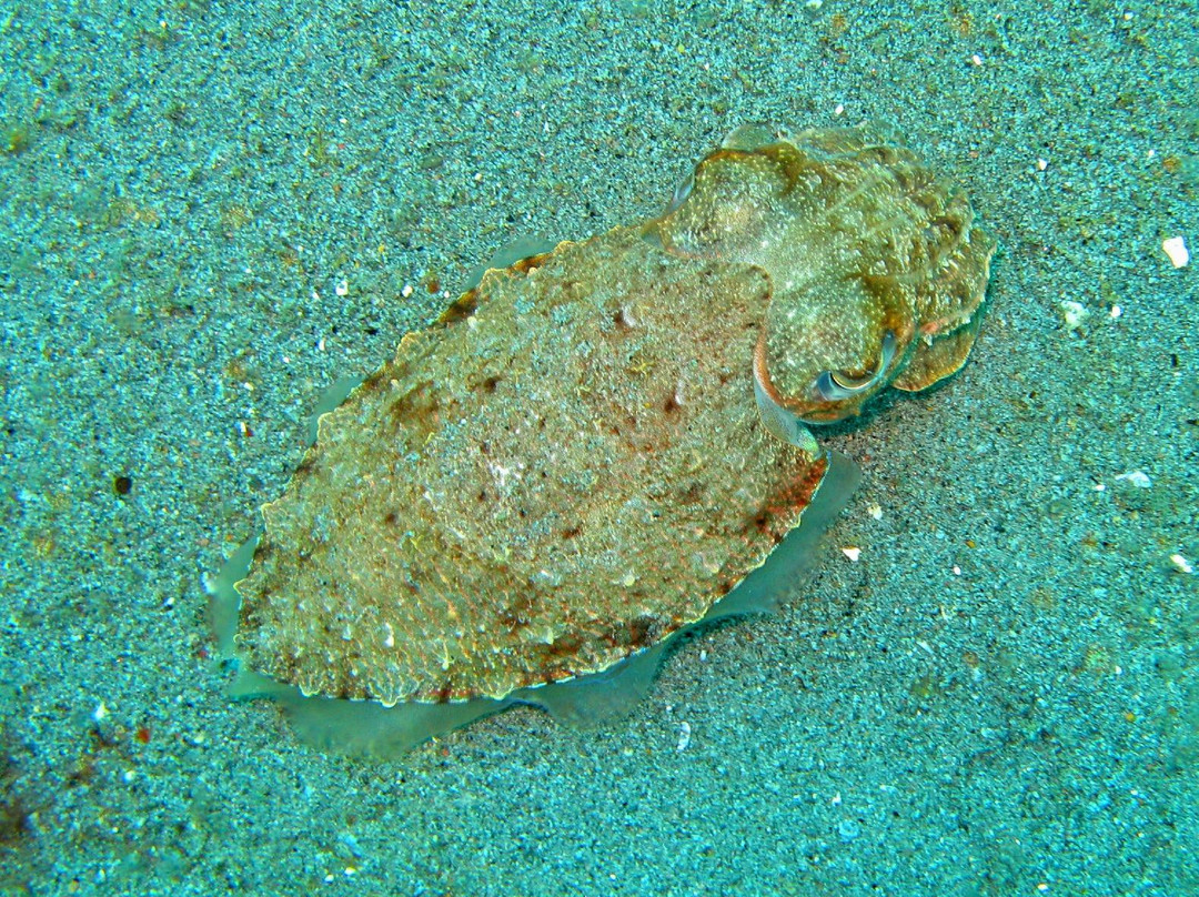 Pintuyan Beach Resort主图