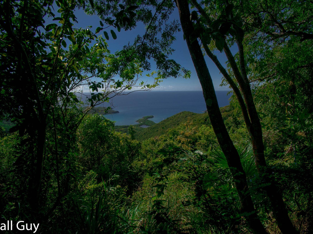 Bordeaux Mountain Trail-维尔京群岛国家公园必去景点