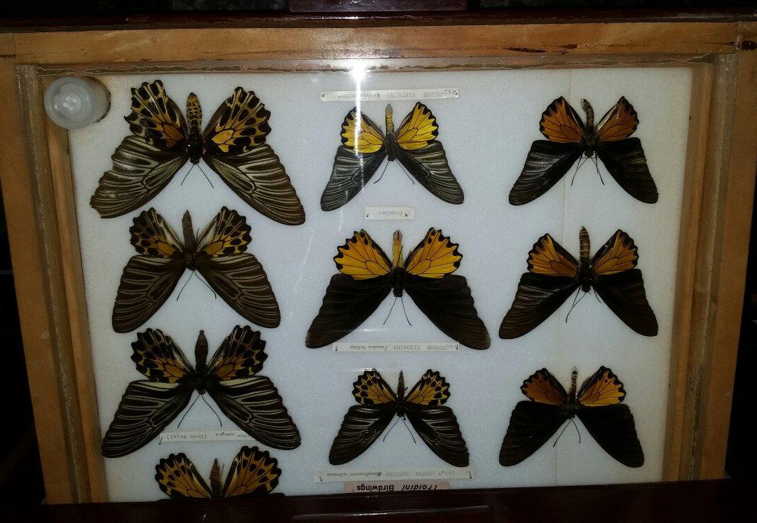 Annapurna Butterfly Museum-博卡拉必去景点
