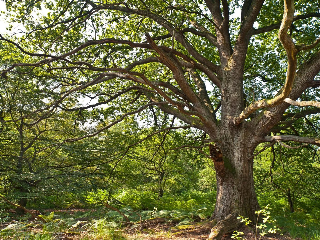 Urwald Sababurg景点图片