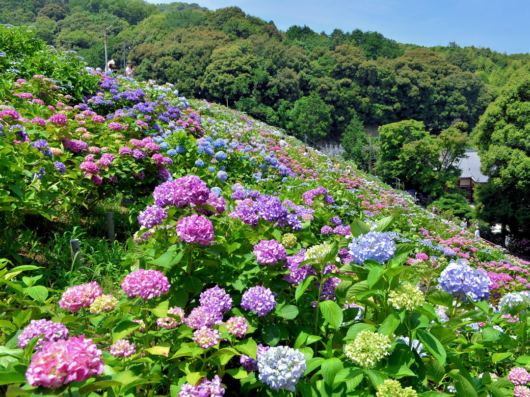 Hydrangeas Village Katahara Onsen景点图片