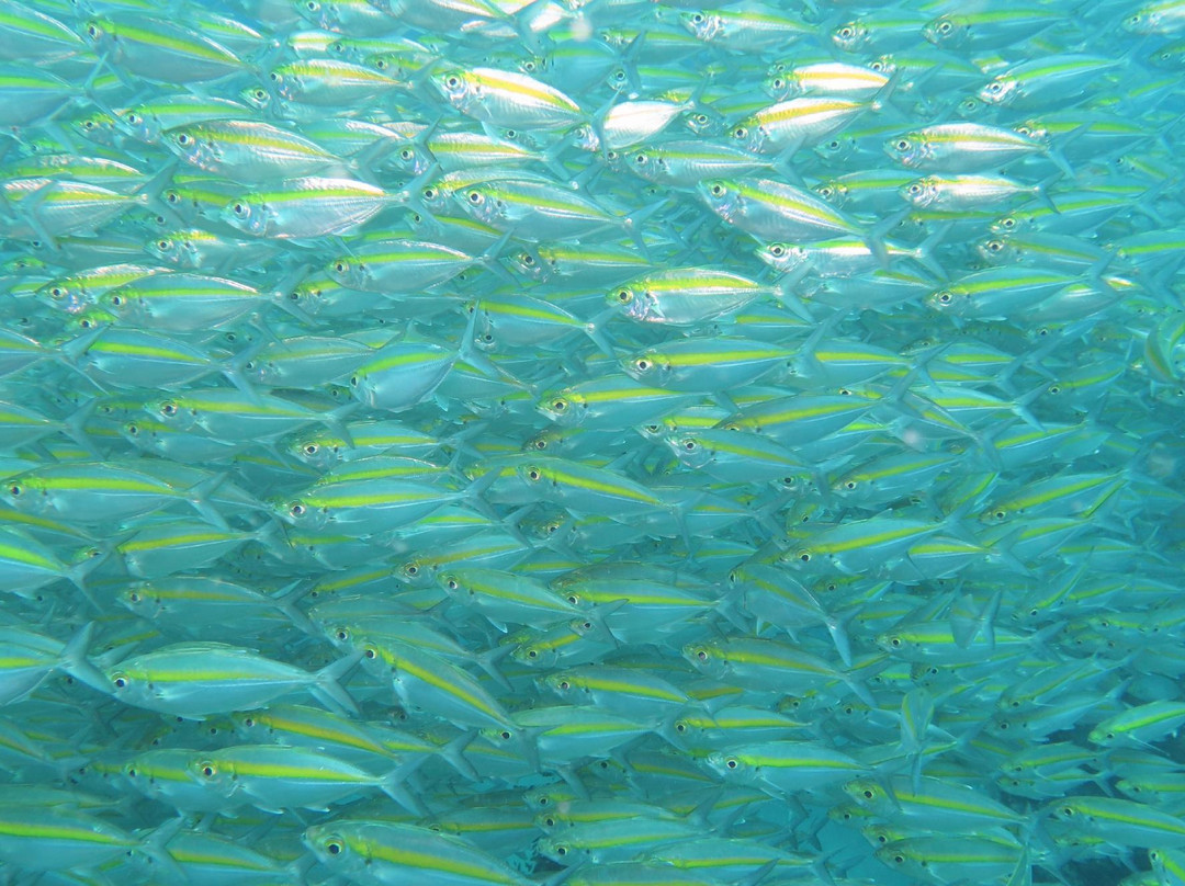 探索潜水中心-波普特必去景点