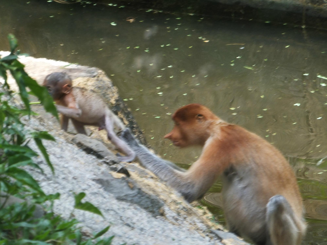 洛高宜野生动物园-兵南邦必去景点