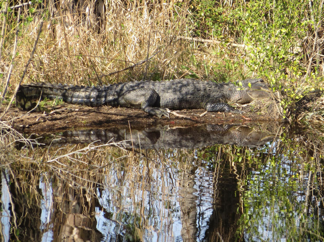 Lake Woodruff National Wildlife Refuge景点图片