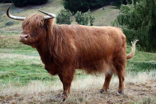 皇后镇TSS蒸汽船巡游-皇后镇必去景点