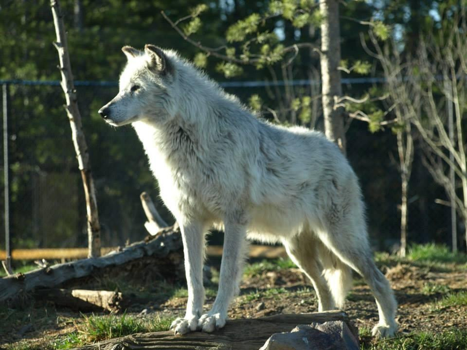 灰熊与狼保护中心-西黄石镇必去景点