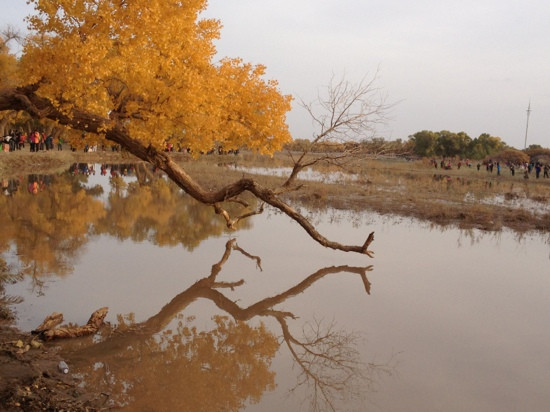 内蒙古额济纳旗胡杨林国家级自然保护区-阿拉善左旗必去景点