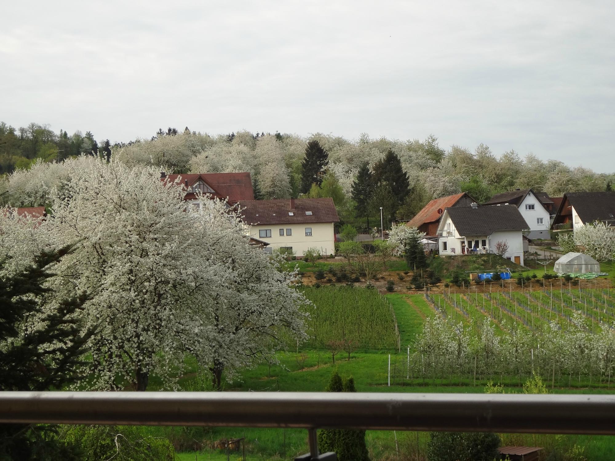 玫瑰酒店-酒店景观
