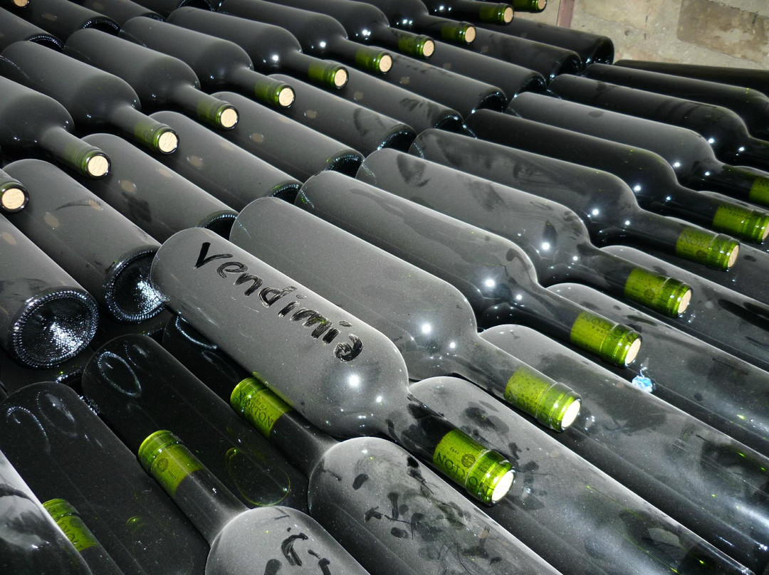 Vendimia Wine Tours-门多萨必去景点