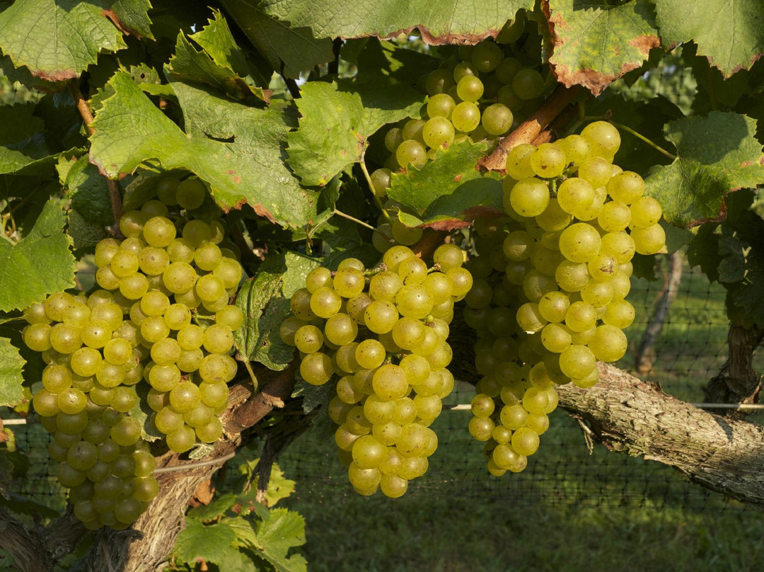 Jefferson Vineyards-夏洛茨维尔必去景点