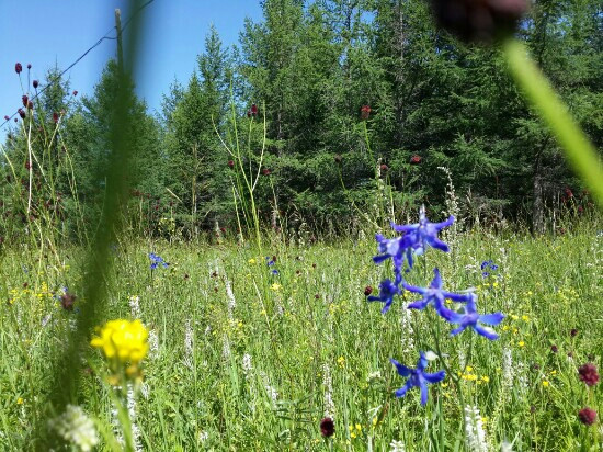 黄岗梁国家森林公园-克什克腾旗必去景点